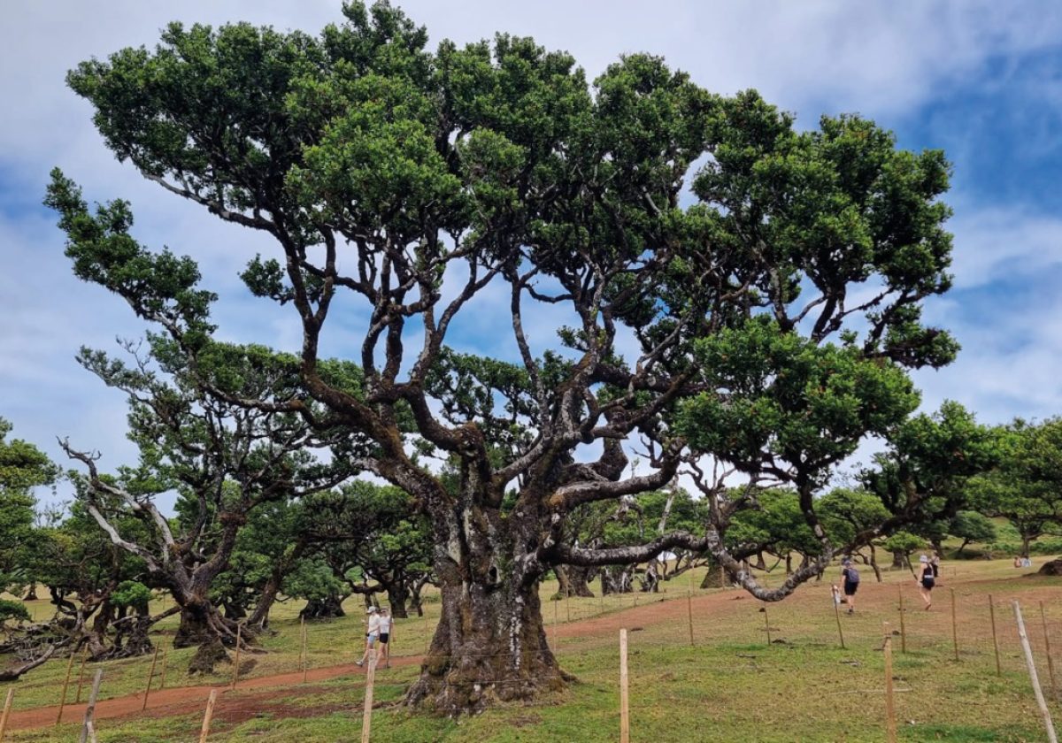 06-07-Ilha-Feliz-OpVakantie-najaar-2026-ED21_page_6_item_1-groot