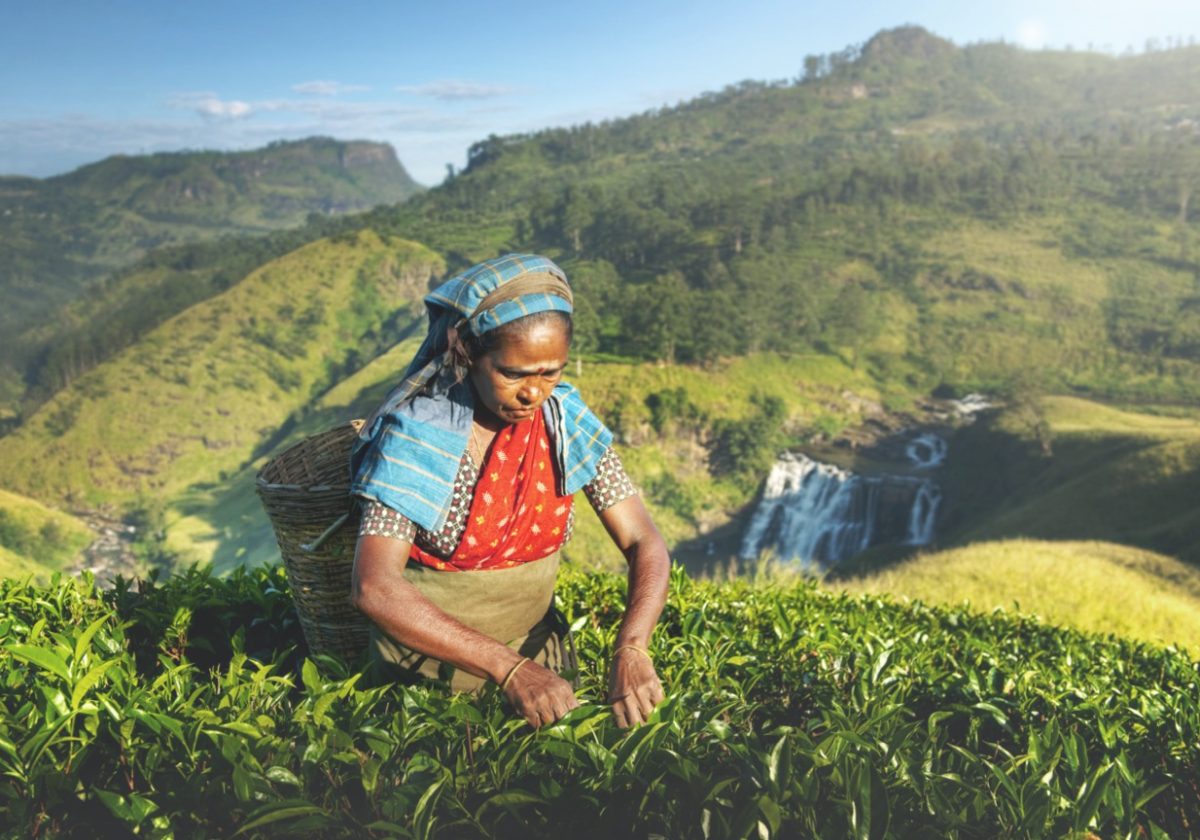 Sri-Lanka-Nuwara-Eliya-1-Groot