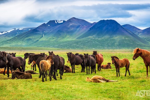 op-ontdekking-langs-de-kust-ijslandse-paarden
